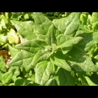 Tetragone - Tetragonia expansa (fam Aizoacees) (3)